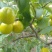 珍珠油杏