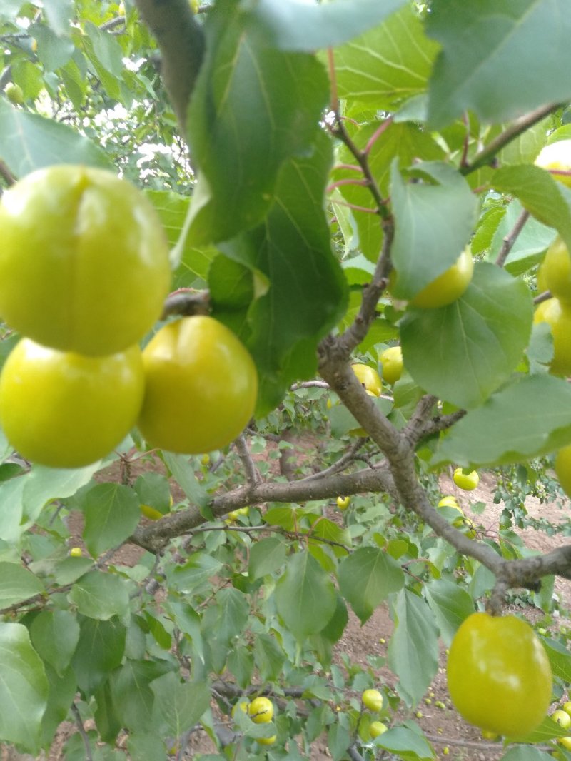 珍珠油杏
