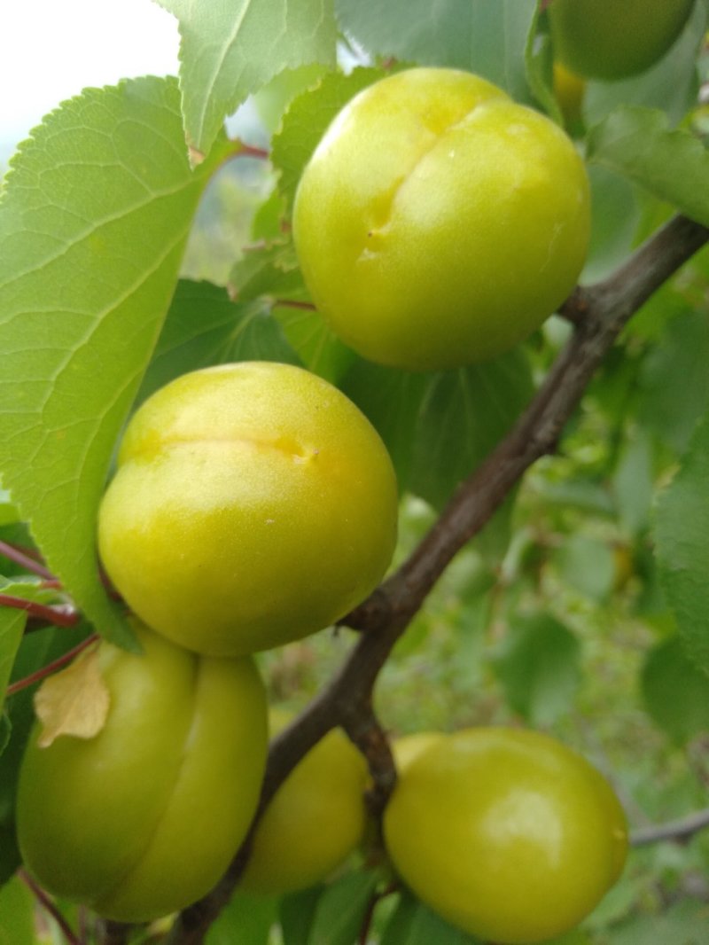 珍珠油杏