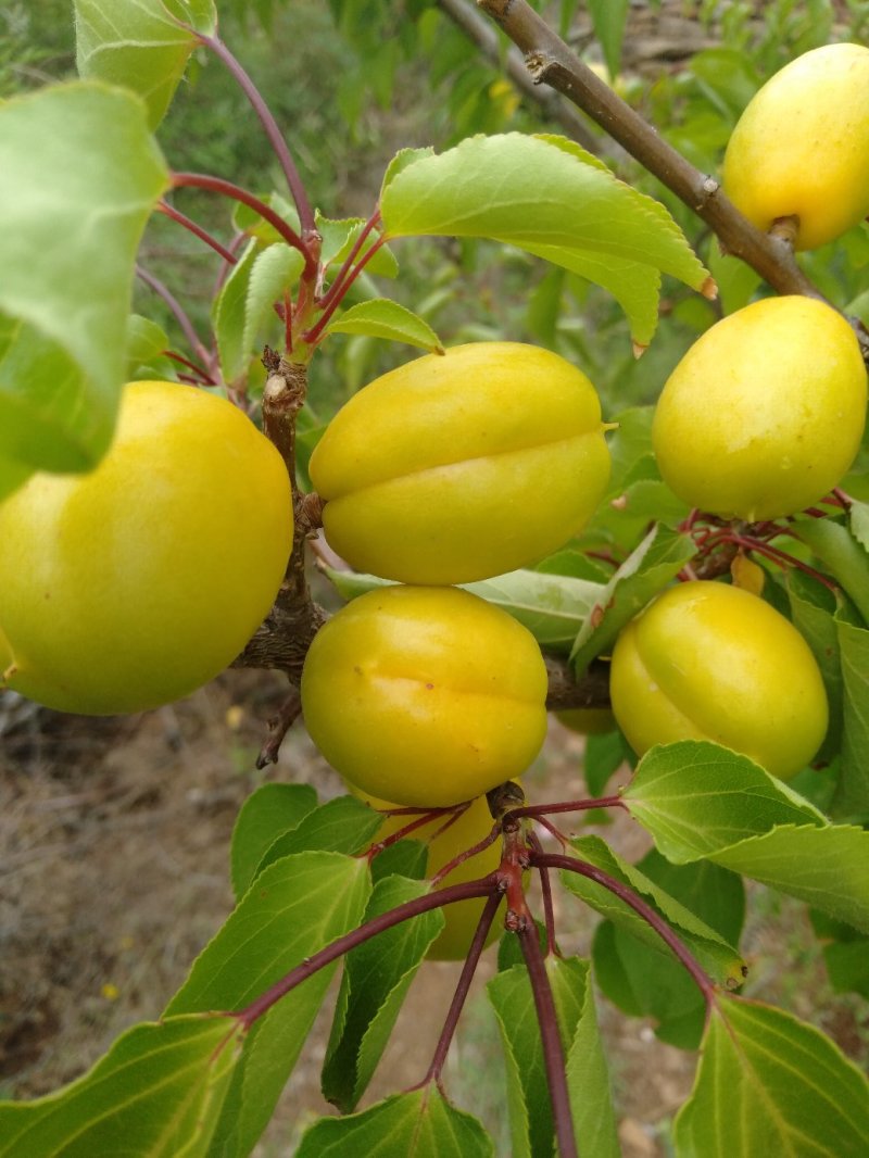珍珠油杏