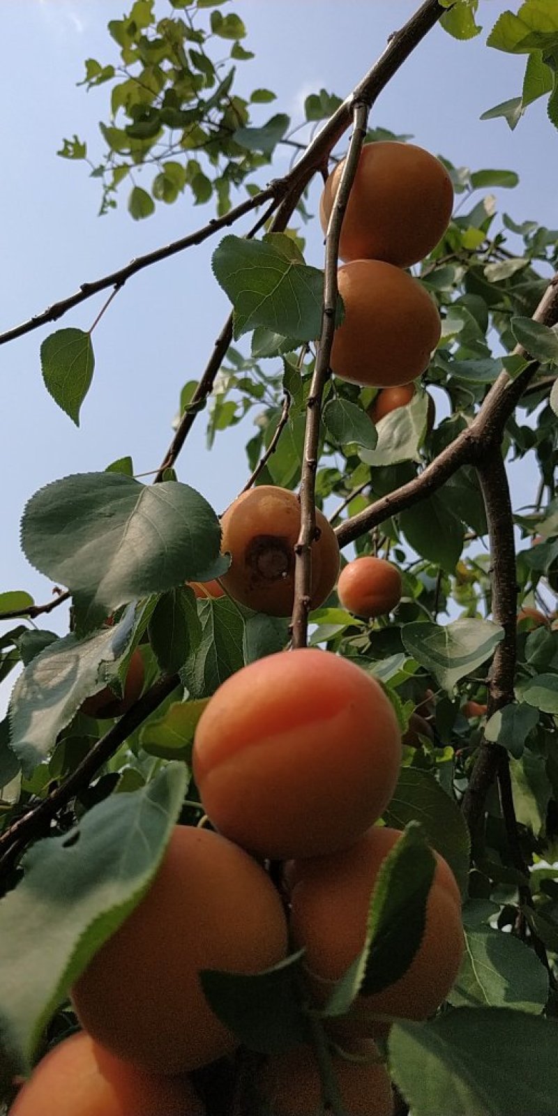 丰源红杏大量上市，馆陶县众康果品市场