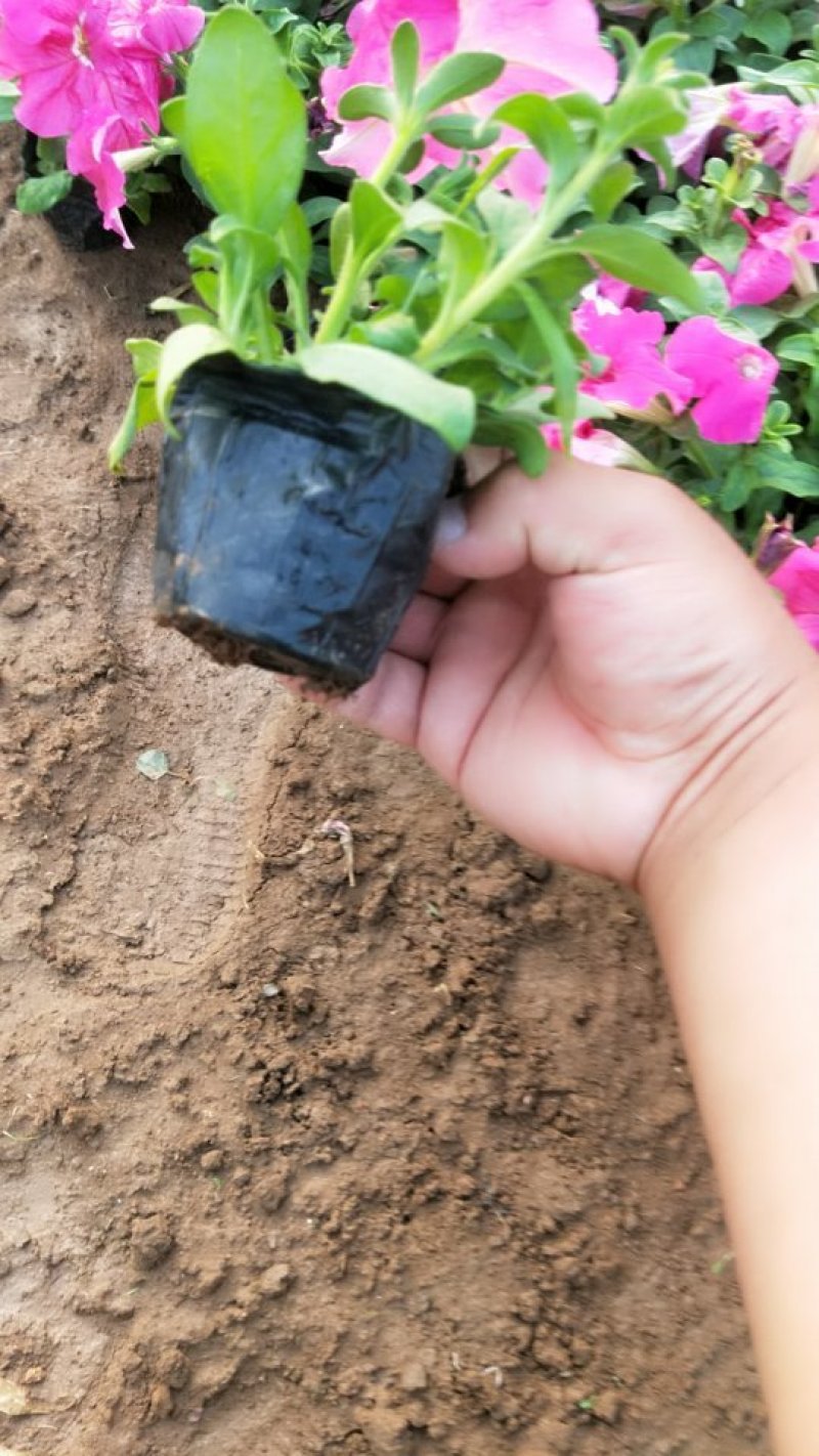 垂吊牵牛花垂钓牵牛牵牛花质量保证欢迎实地看货