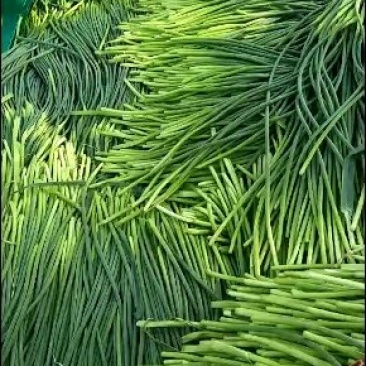 白帽蒜薹60~70厘米产地直销代办托运可精加工等一条龙