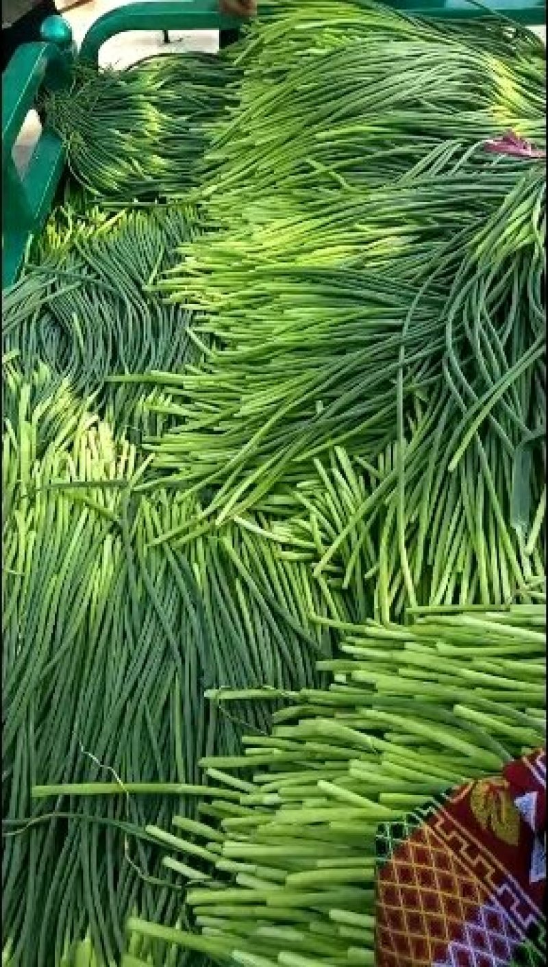 白帽蒜薹60~70厘米产地直销代办托运可精加工等一条龙