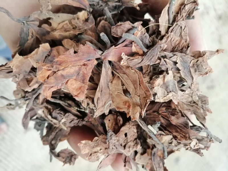 鸡蛋花，印尼鸡蛋花，蛋黄花干凉茶饮料原料