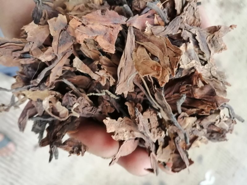 鸡蛋花，印尼鸡蛋花，蛋黄花干凉茶饮料原料