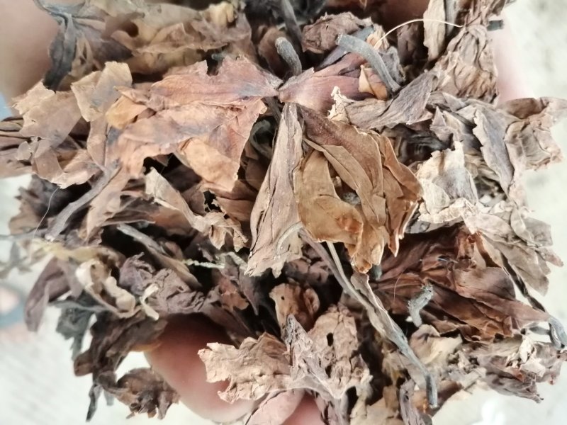 鸡蛋花，印尼鸡蛋花，蛋黄花干凉茶饮料原料