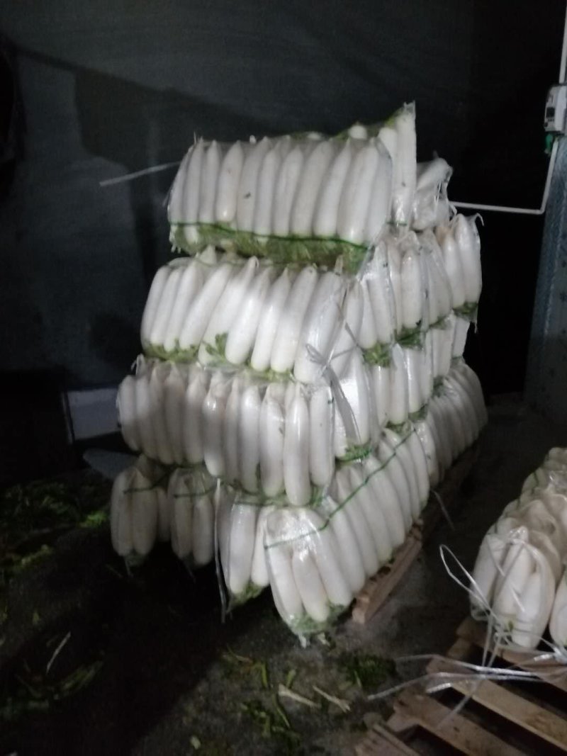 精品萝卜