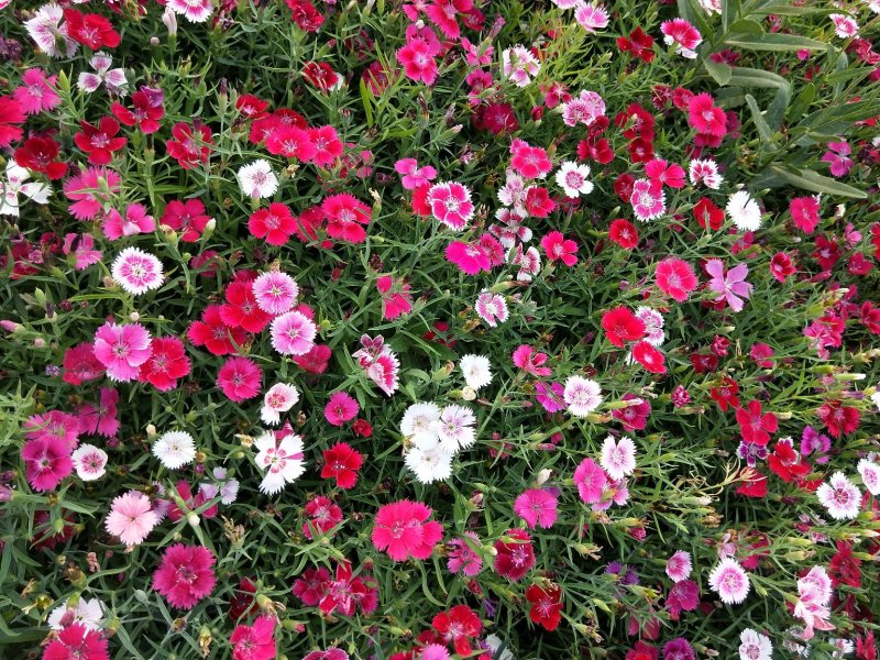 五彩石竹优质石竹花期长适应性好产地直发支持实地看