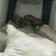 红薯苗