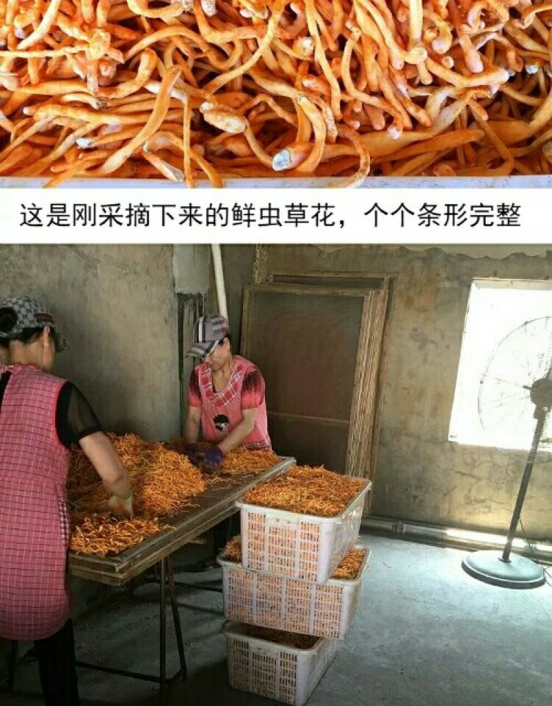 【无硫手捡条大粗条排草】【李大人村】产地批发东北土特产