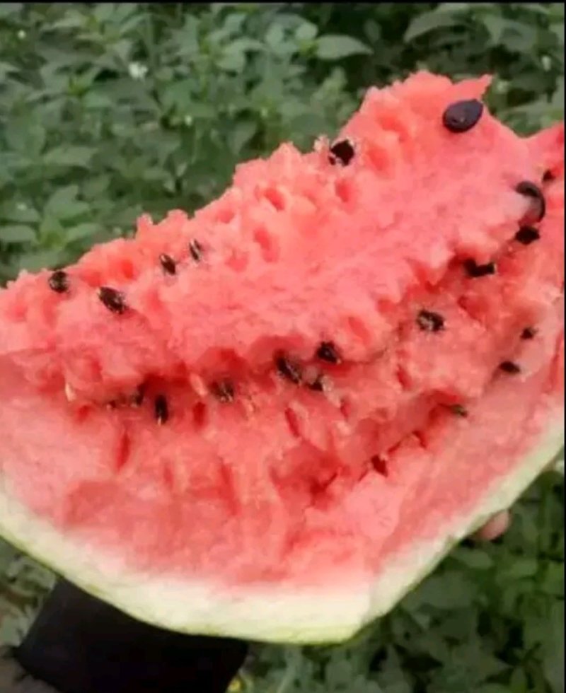 【精选】甜王西瓜皮薄个大拒绝生瓜产地供应包熟包甜