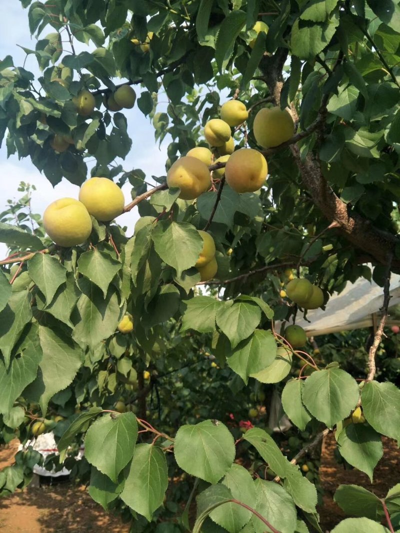 凯特杏大量上市量大需要的老板可以联系了