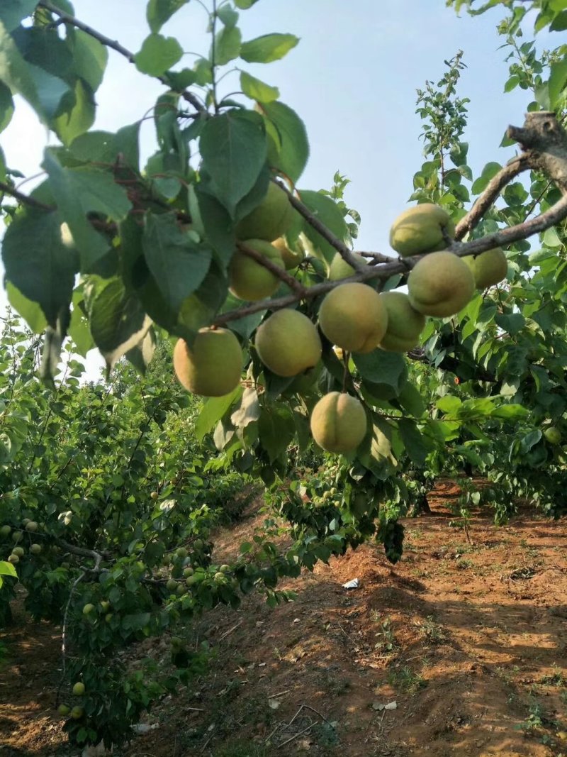 凯特杏大量上市量大需要的老板可以联系了