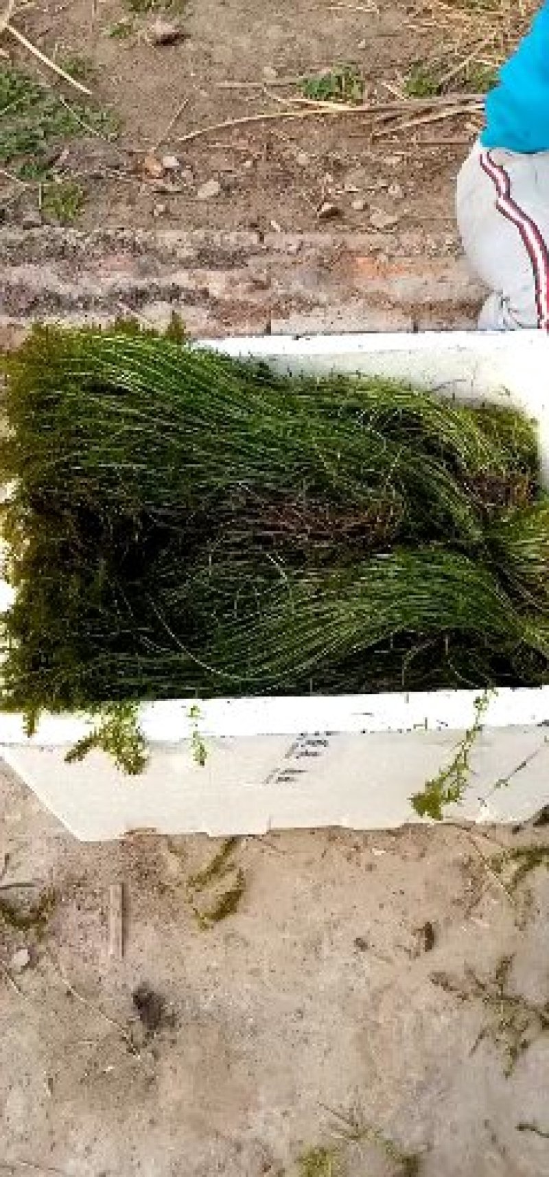 水藻类沉水植物，水下净化