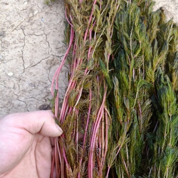 水藻类沉水植物，水下净化