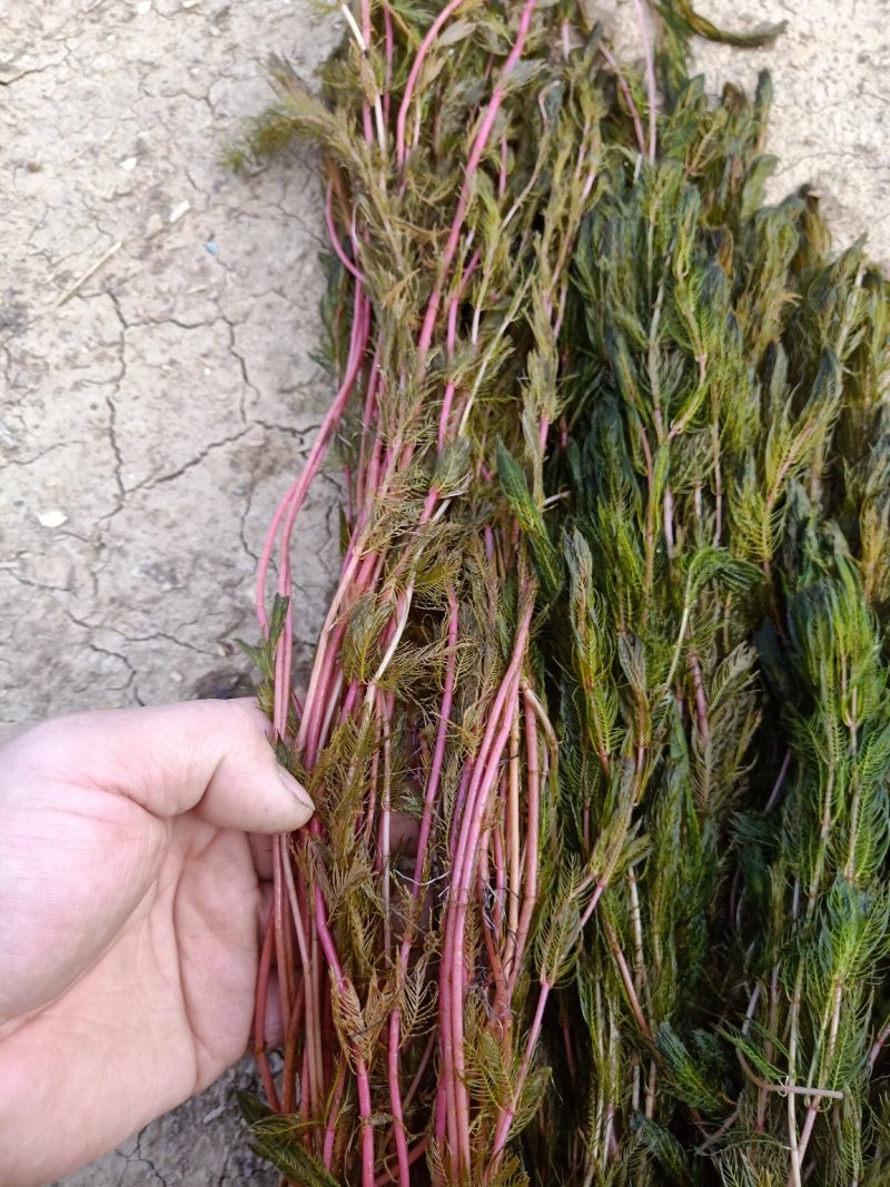 水藻类沉水植物，水下净化