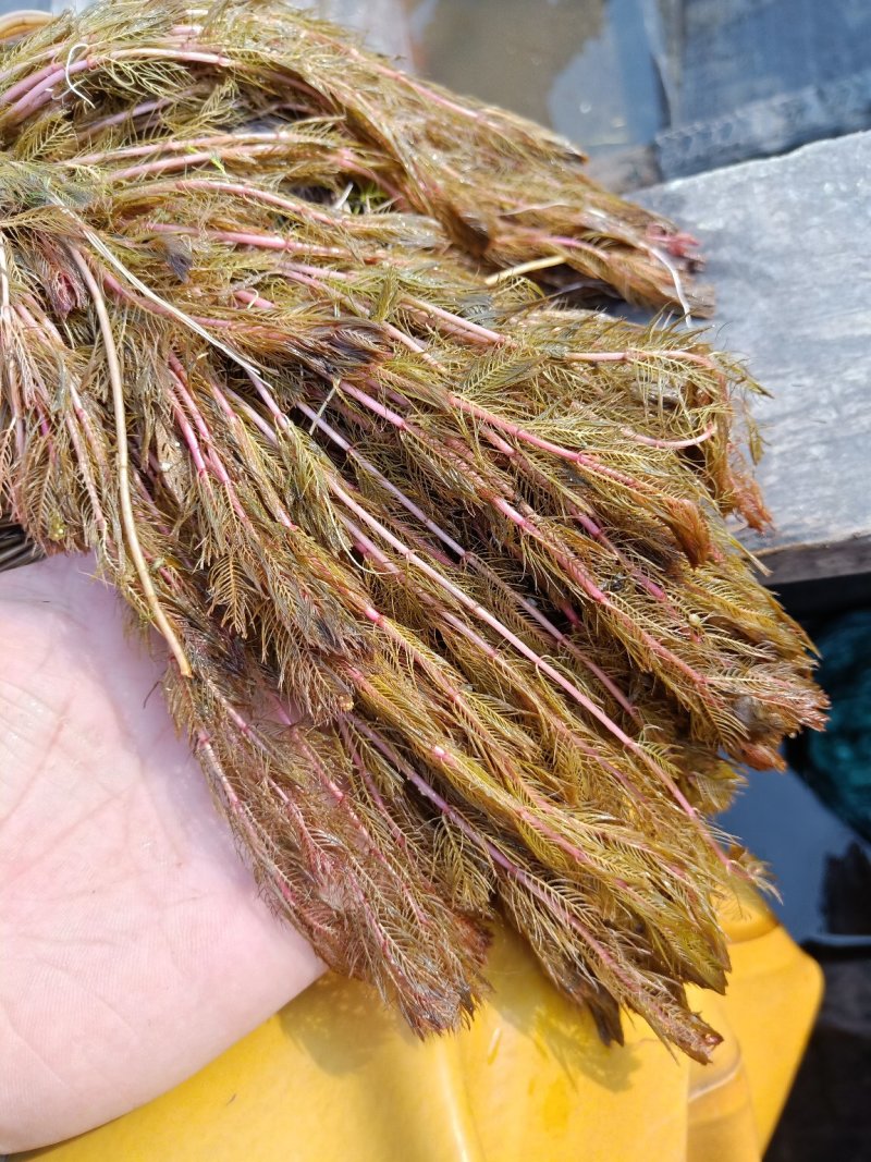 水藻类沉水植物，水下净化