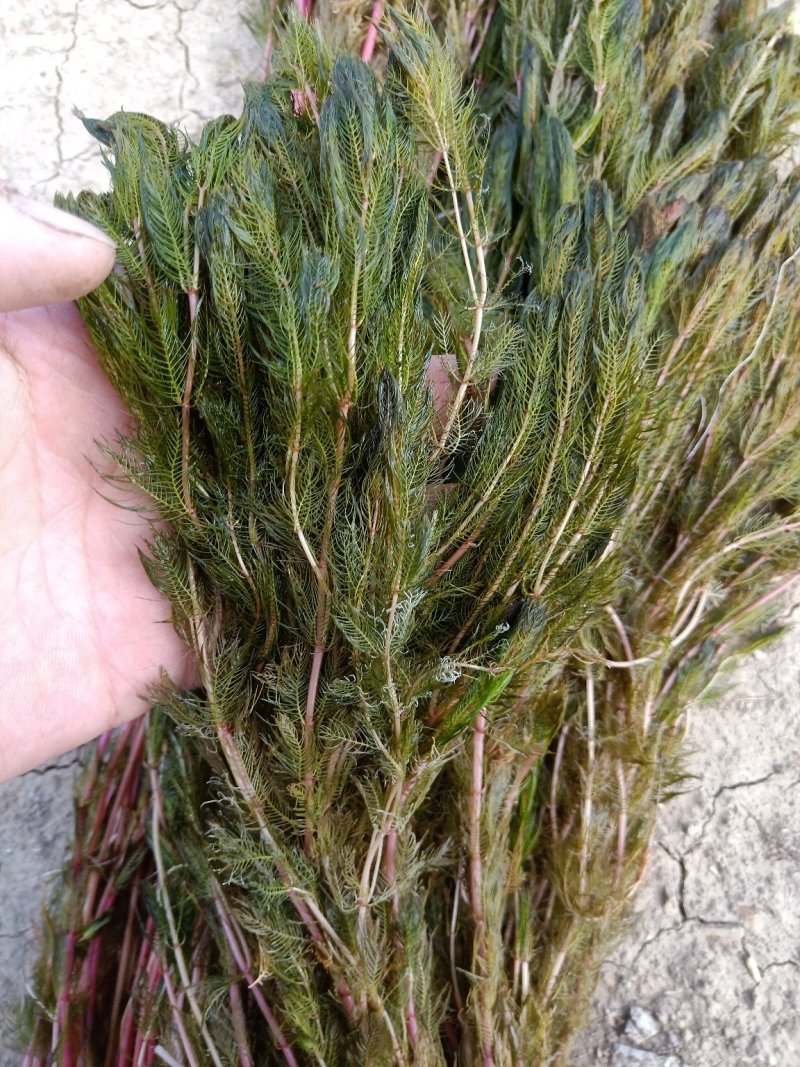水藻类沉水植物，水下净化