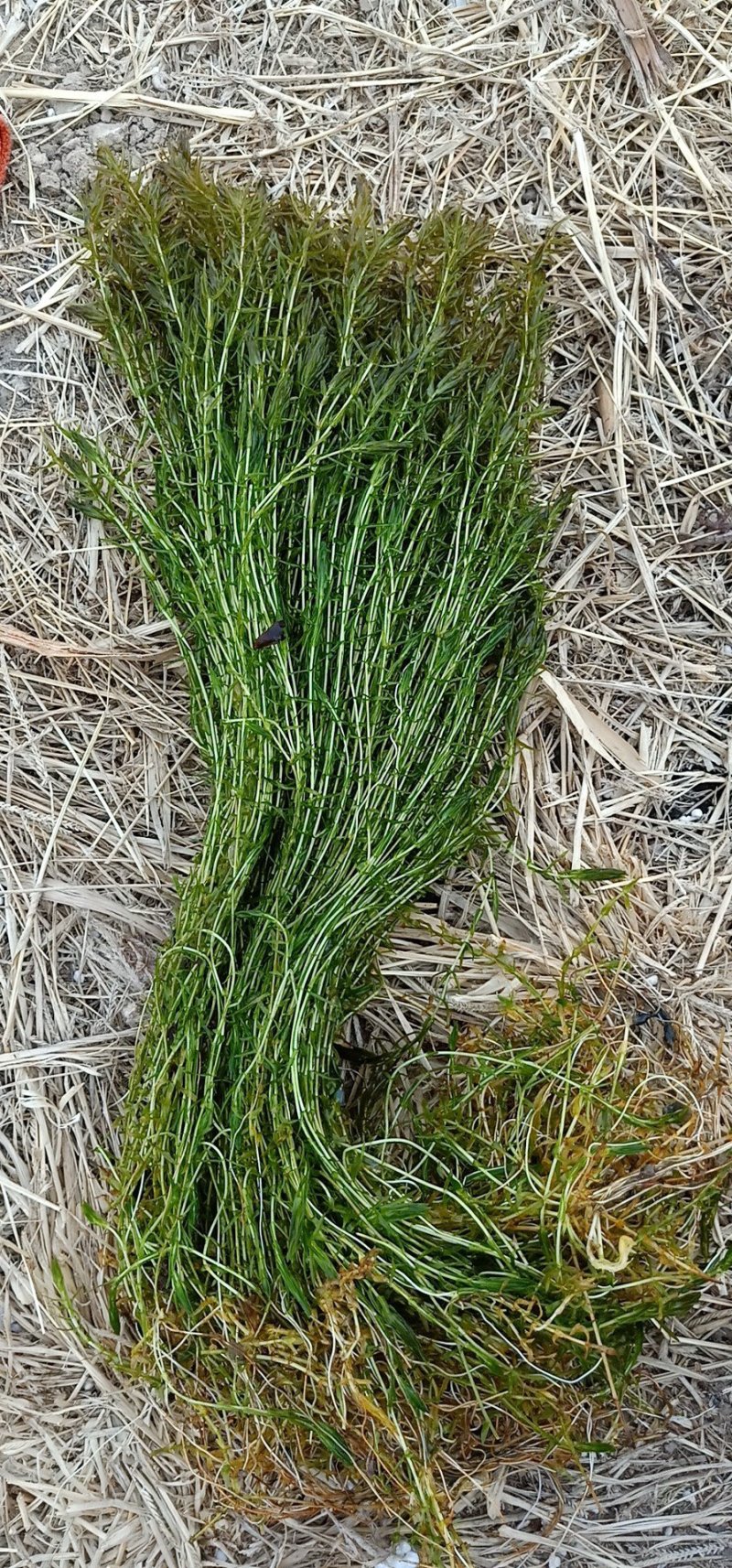 水藻类沉水植物，水下净化