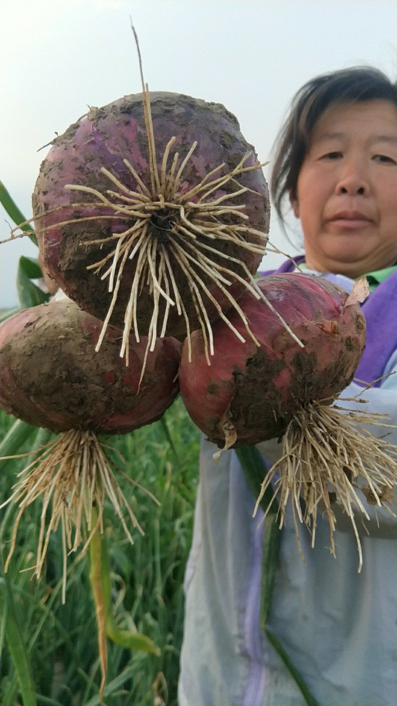 洋葱