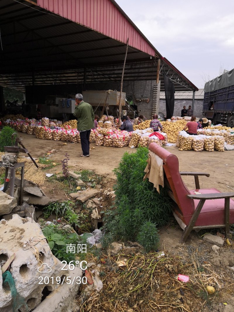 万亩土豆一手货源黄心土豆基地，中暑荷兰沃土等量大质优