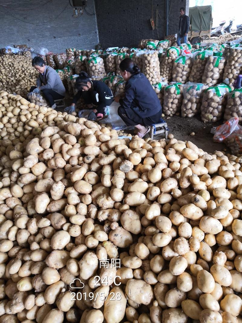 万亩土豆一手货源黄心土豆基地，中暑荷兰沃土等量大质优