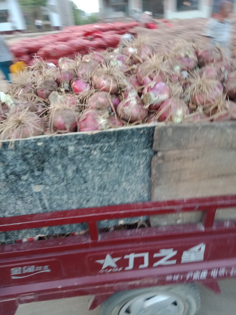 大量紫皮洋葱，现货，支持视频看货，全国发货