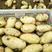 山东荷兰十五土豆大量批发，价格便宜，代发全国