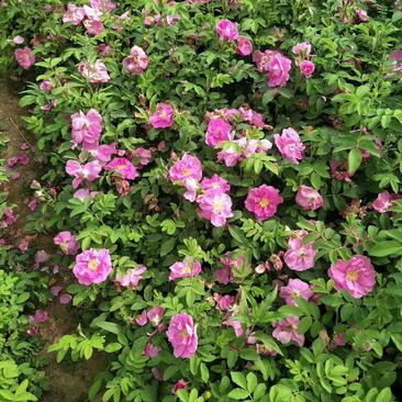 四季玫瑰，干枝插花，灌木类，又名多季刺玫扦插苗，及杯苗