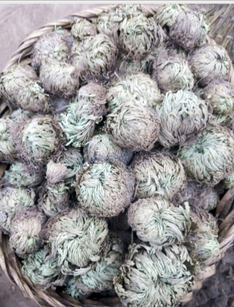 卷柏，九死还魂草，，，