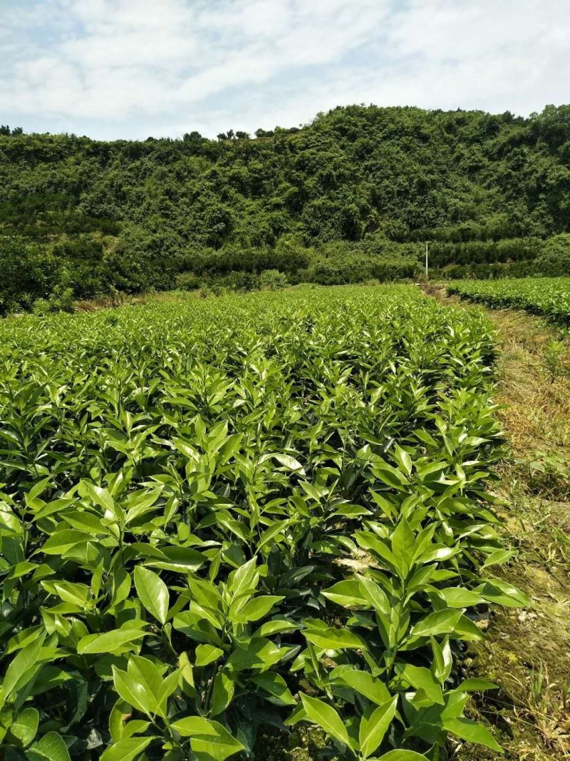 大量批发，明日见，红美人，甘平，纽荷尔脐橙苗木
