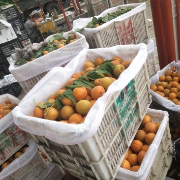 货源充足，凯特，油杏，杏优质杏杏产地直供一手货源代发全国