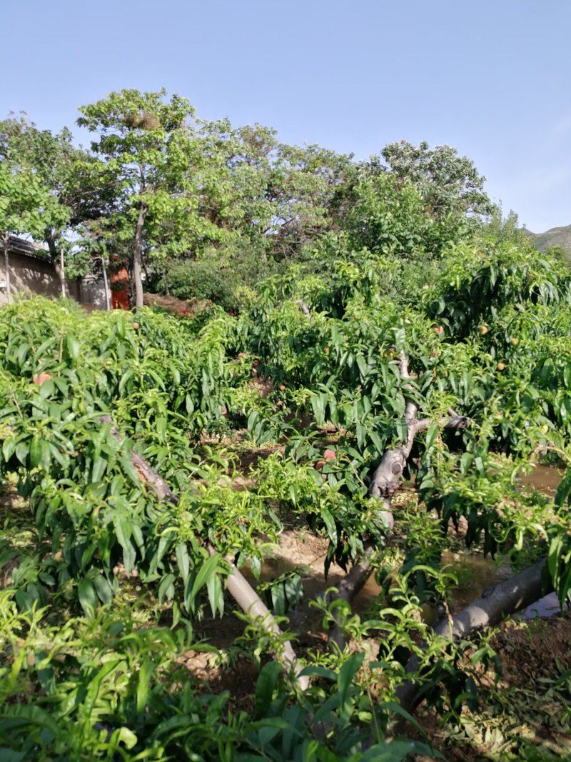 春美桃