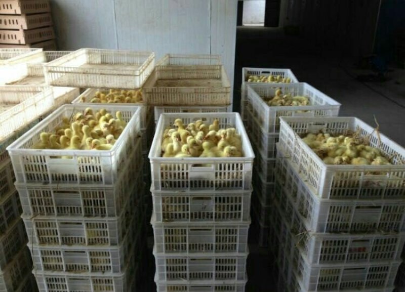 出壳鸭苗，打过防疫，旅途包成活物流专车发货
