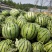 山东禹州京欣西瓜口感脆甜5月20号大量上市欢迎咨询