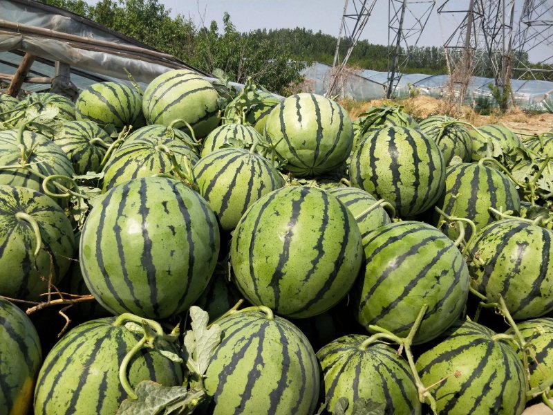 山东禹州京欣西瓜口感脆甜5月20号大量上市欢迎咨询