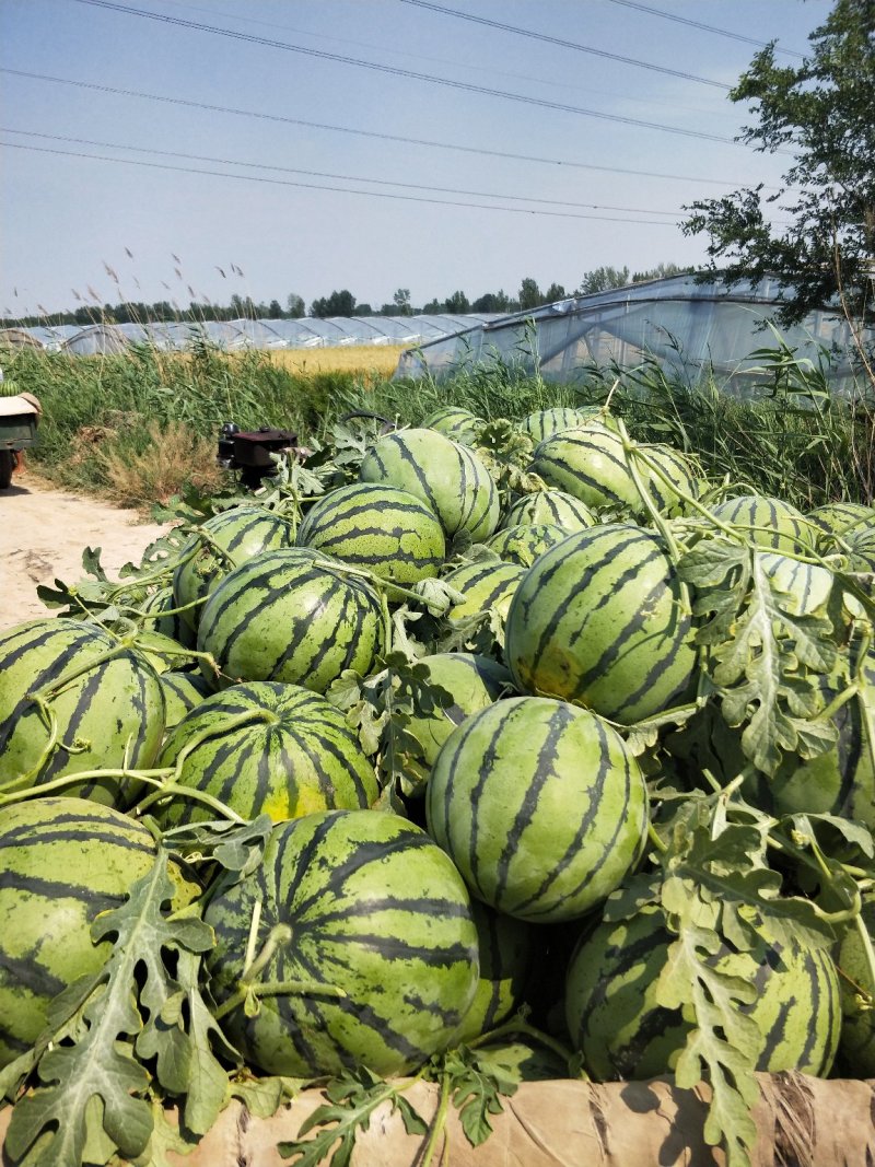 山东禹州京欣西瓜口感脆甜5月20号大量上市欢迎咨询
