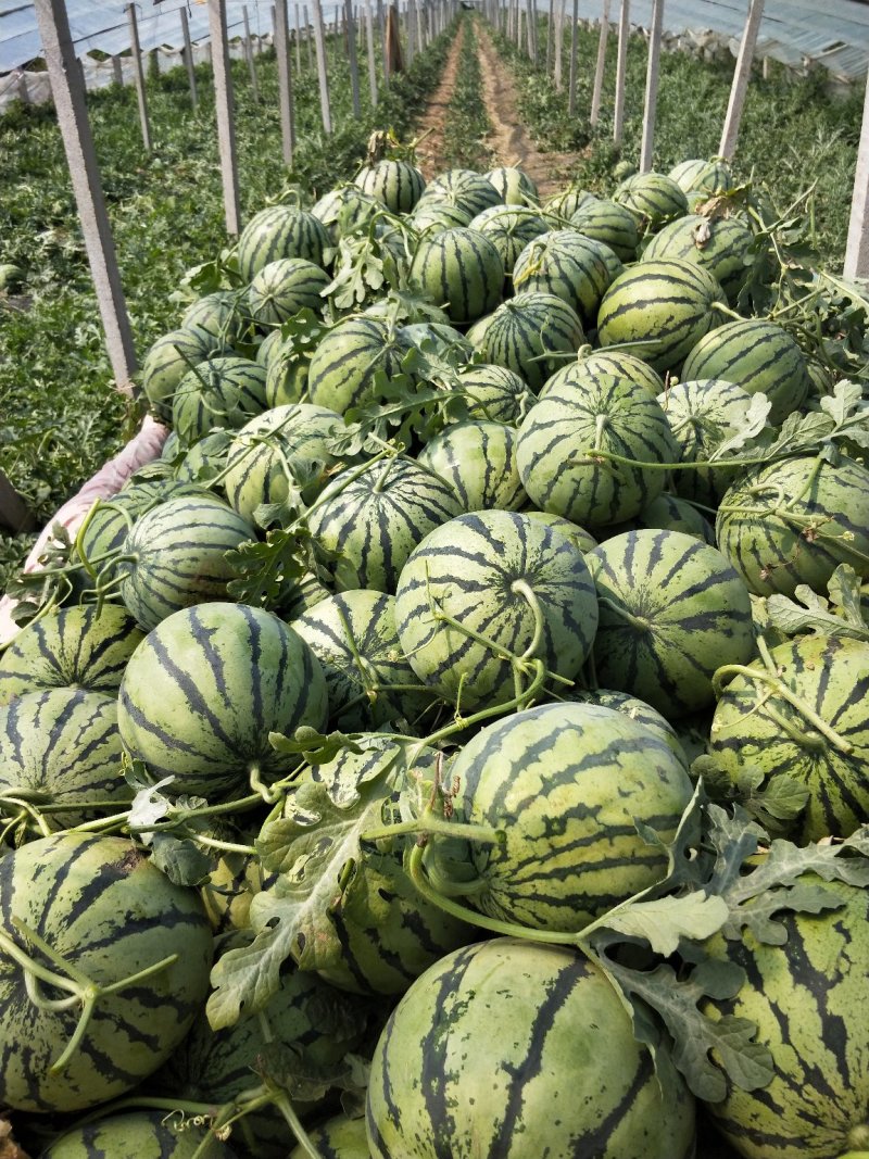 山东禹州京欣西瓜口感脆甜5月20号大量上市欢迎咨询
