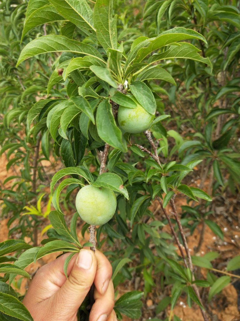 清脆李子苗，蜂糖李子苗袋苗，裸根