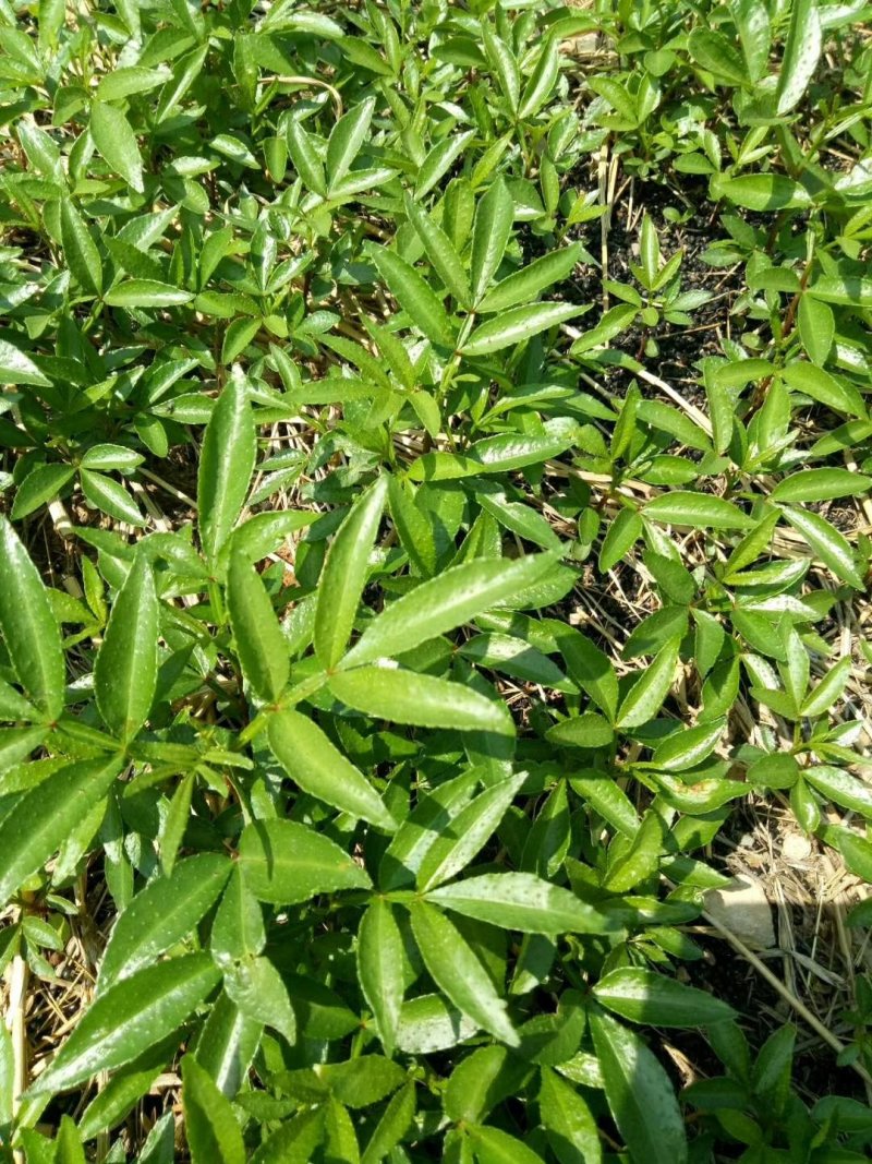 九叶青花椒芽苗，大红袍奶苗