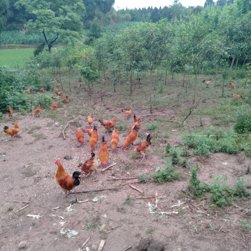 正中土鸡出售