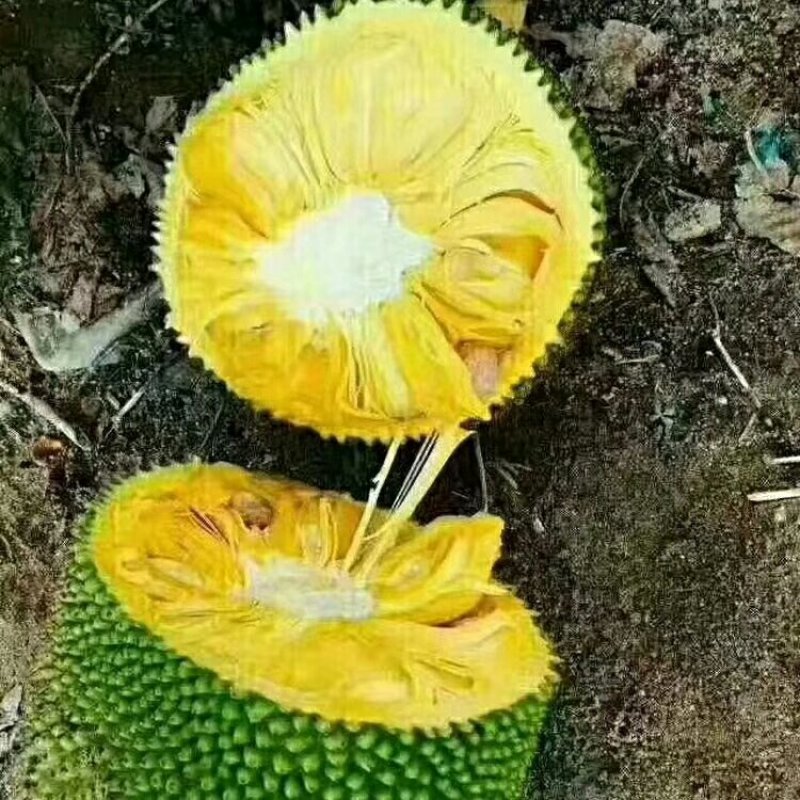 海南菠萝蜜