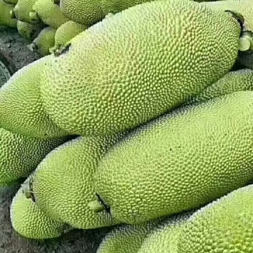 海南菠萝蜜