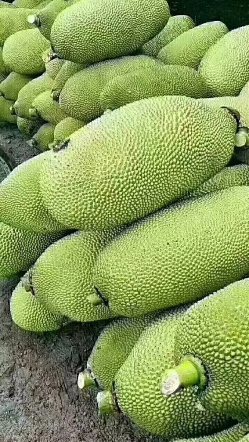 海南菠萝蜜