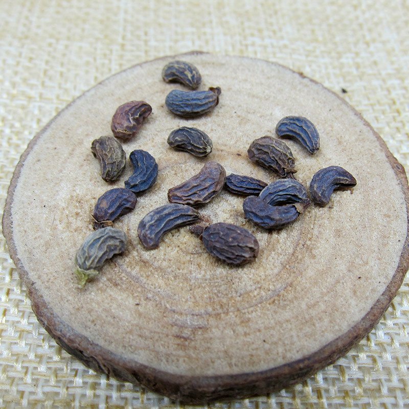 女贞子中药专营品质保证一手货源