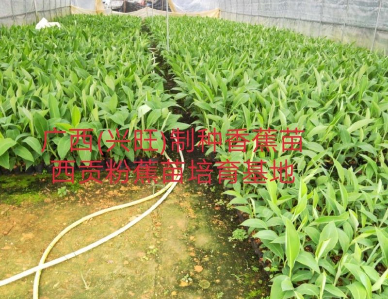 越南香蕉苗、云南香蕉苗，缅甸香蕉苗，老挝香蕉苗，广西香蕉
