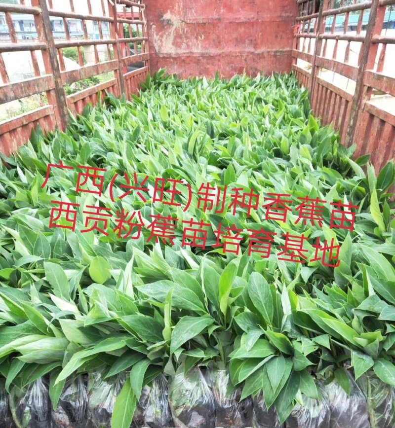 越南香蕉苗、云南香蕉苗，缅甸香蕉苗，老挝香蕉苗，广西香蕉