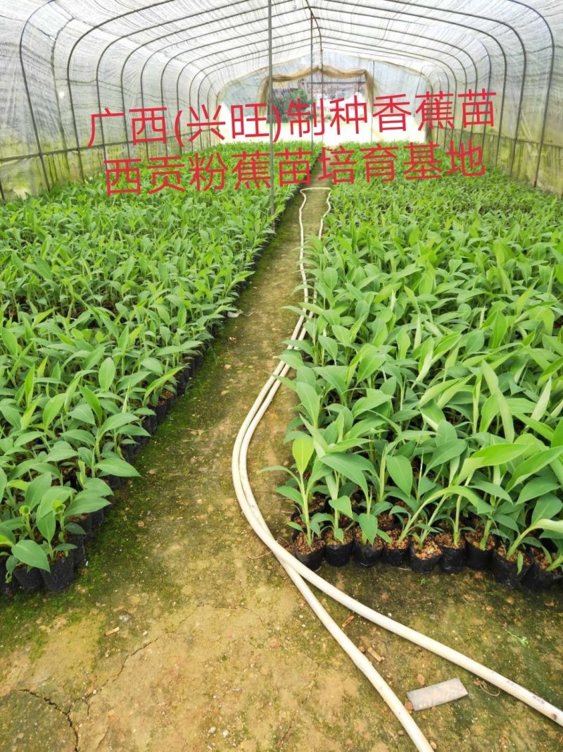 越南香蕉苗、云南香蕉苗，缅甸香蕉苗，老挝香蕉苗，广西香蕉