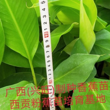 越南香蕉苗、云南香蕉苗，缅甸香蕉苗，老挝香蕉苗，广西香蕉
